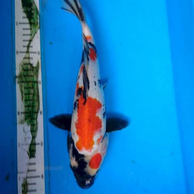 KINDAI SHOWA 31 cm