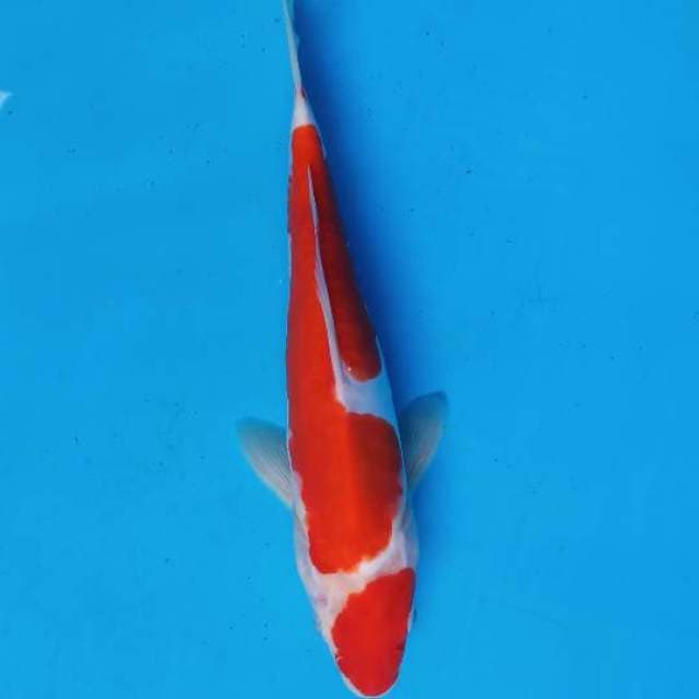 Kohaku doitsu