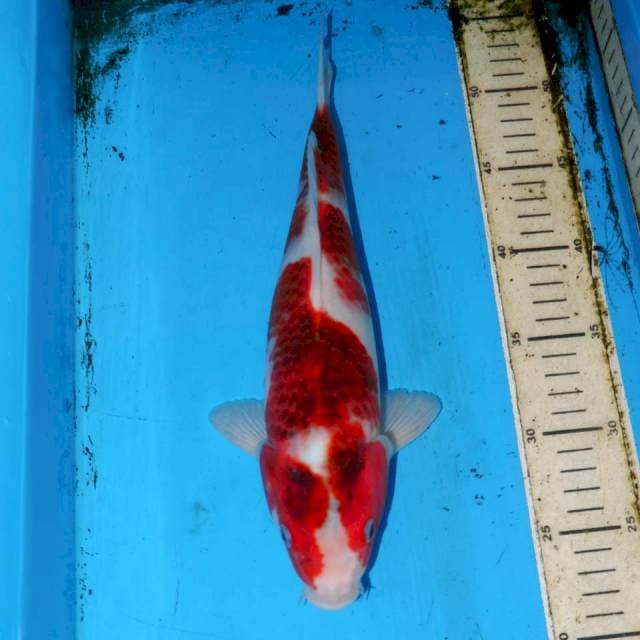 31CM KOROMO