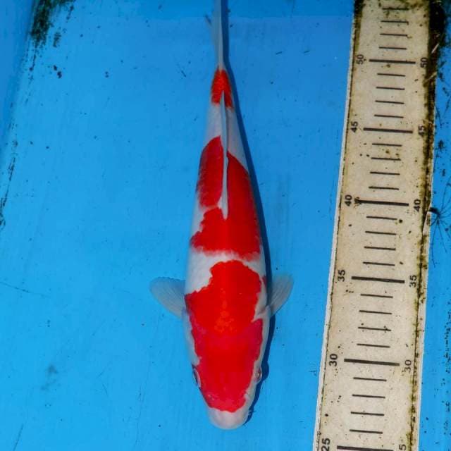 29cm SANDAIME KOHAKU
