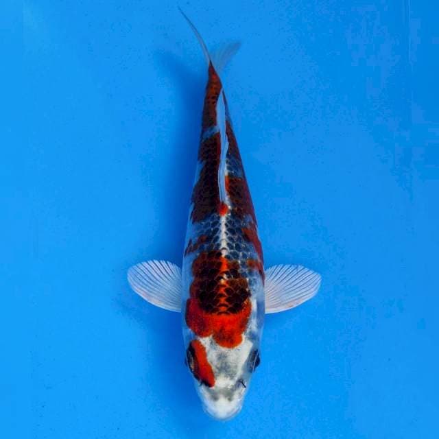 Maruhiro Kujaku