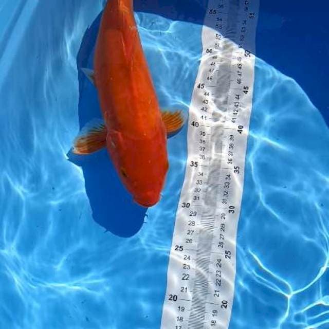 39cm sah no bu free ongkir pulau jawa