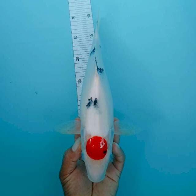 Tanco sanke 35 cm
