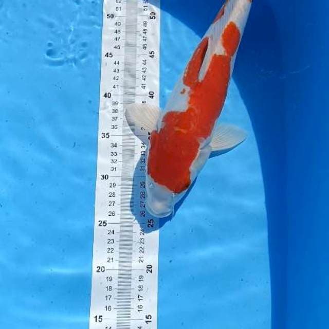 38cm kohaku doit