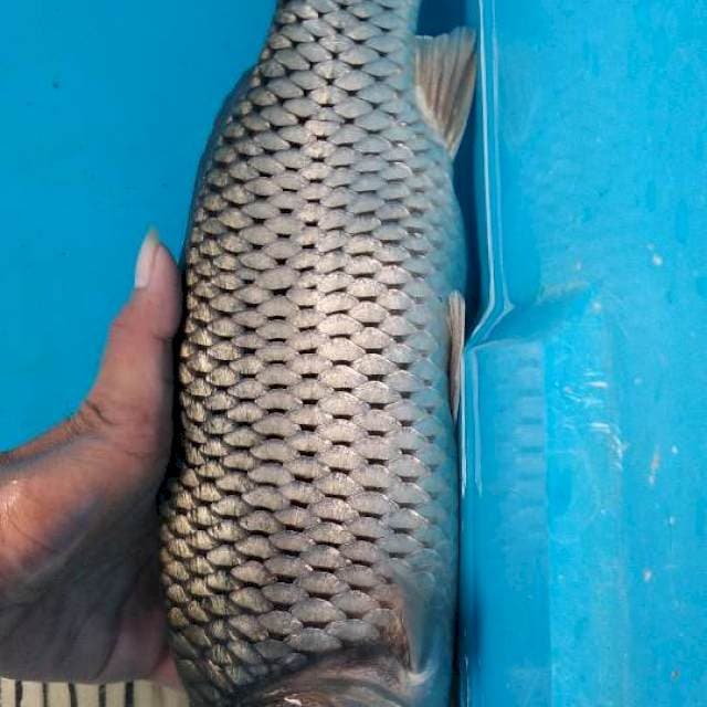 Soragoi kingirin 39cm
