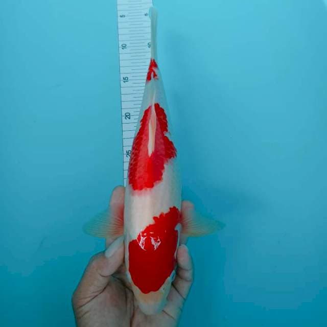 Khohaku 32 cm strong