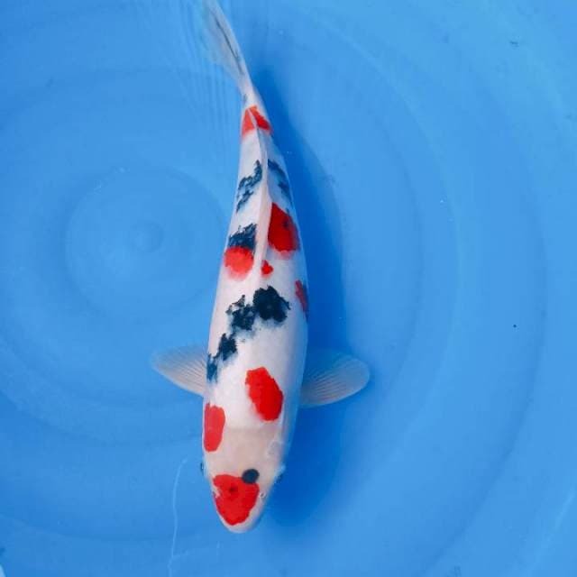 Sanke 34 cm calon jumbo