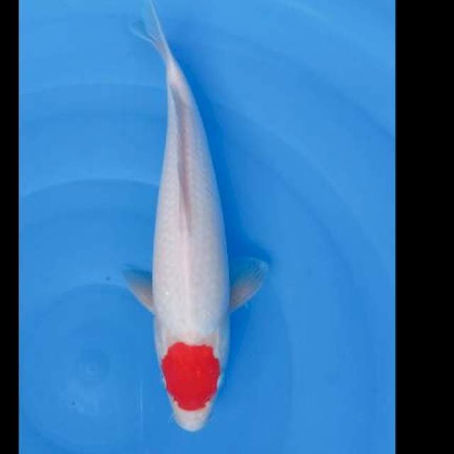 Tanco 31 cm strong