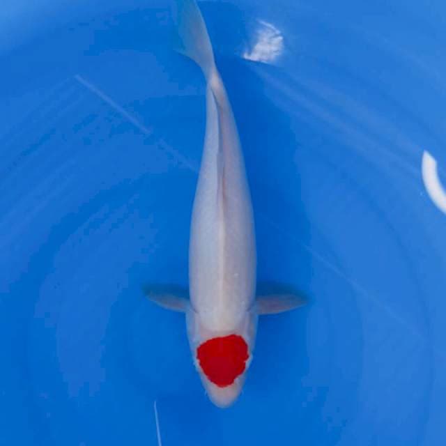 Tanco 34 cm ori