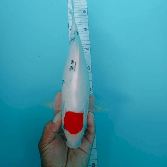 Tanco 31 cm ori