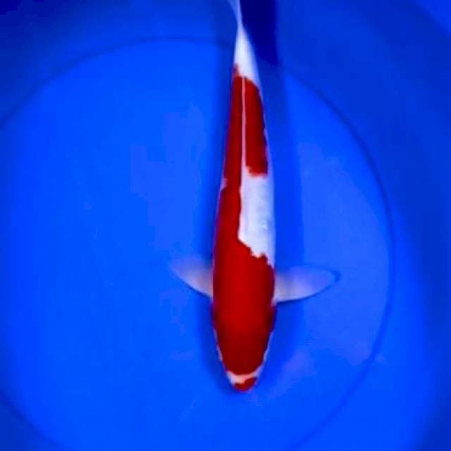 Kohaku doitsu 34
