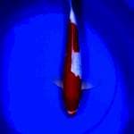 Kohaku doitsu 34