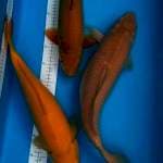 Karashi Chagoi paket 3ekor 50bu