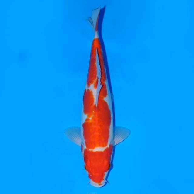 Kohaku Maruten