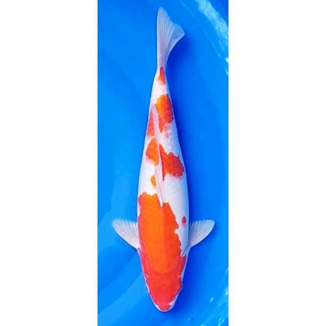 Kohaku 3Step Original BKat Jumbo 39cm (F)