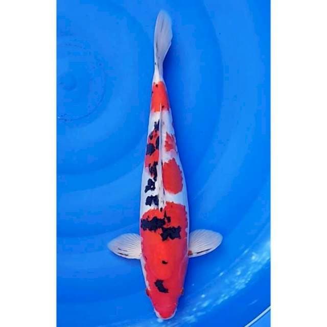 Calon Jumbo 3Step Sanke Ori Patern 41cm (M)
