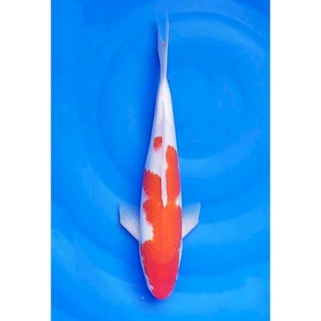 Kohaku Halus 34cm (F)
