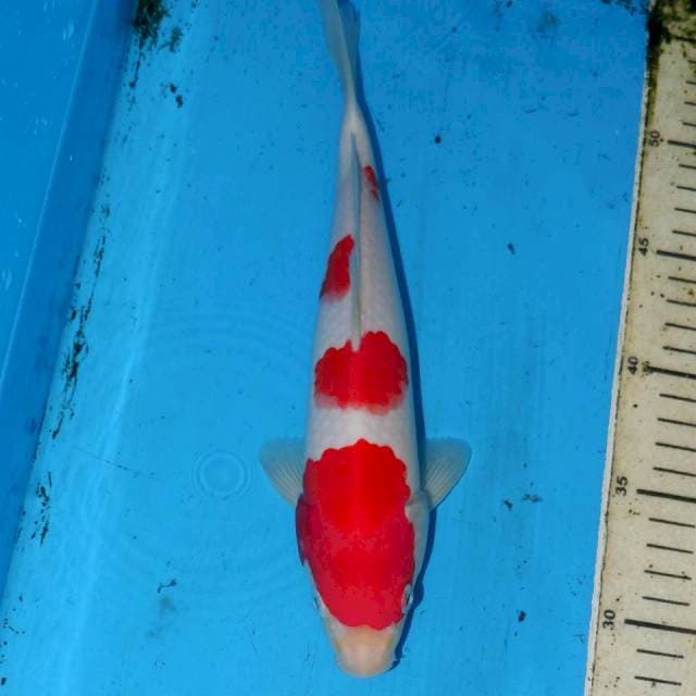 SAKURA KOHAKU