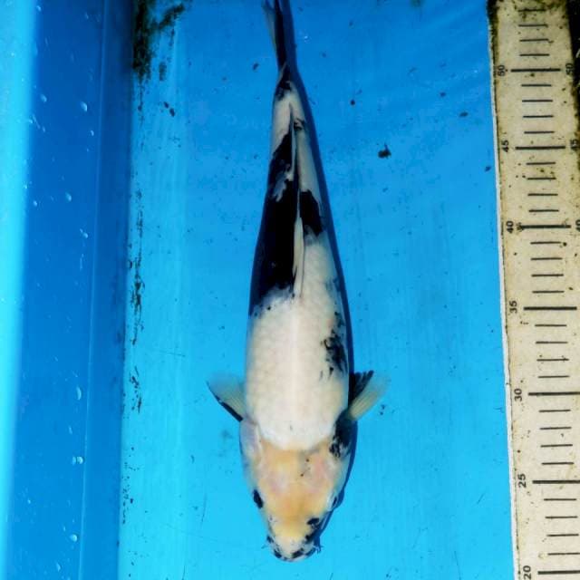 33cm SHIRO SALJU