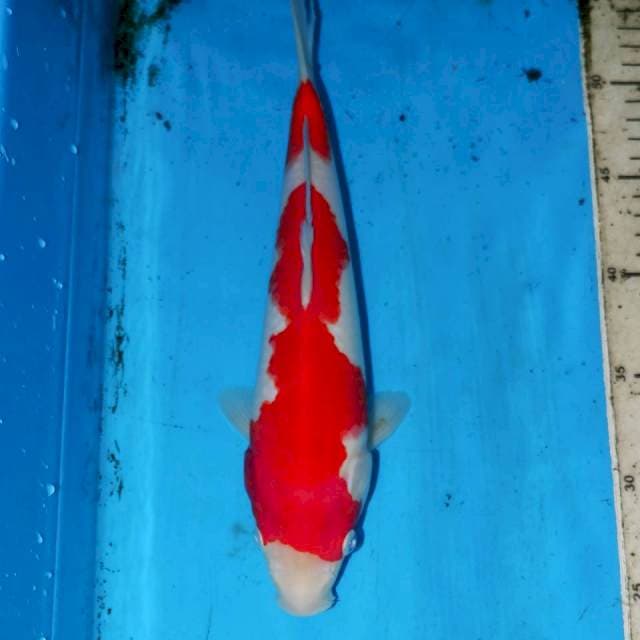 KOHAKU RED DEVIL
