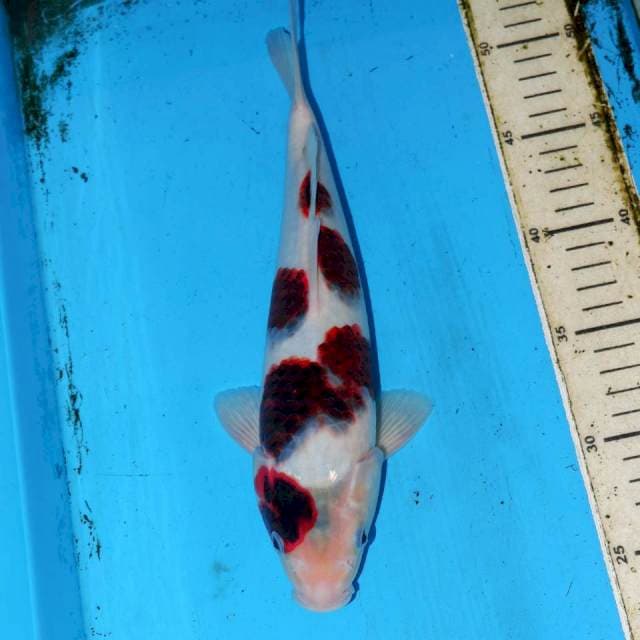 KOROMO POLKADOT