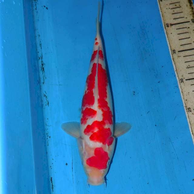ABSTRAK KOHAKU