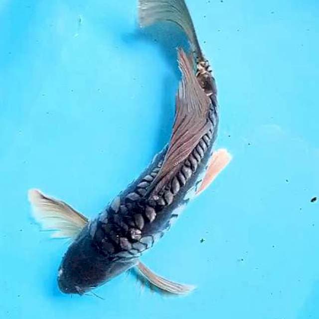 Kumpay aragoke M 40 cm