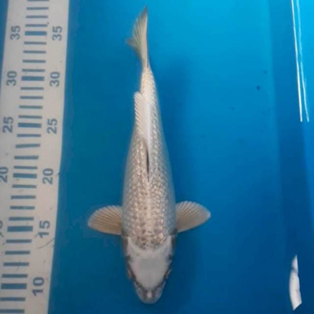 Mukashi Ginrin 27 cm