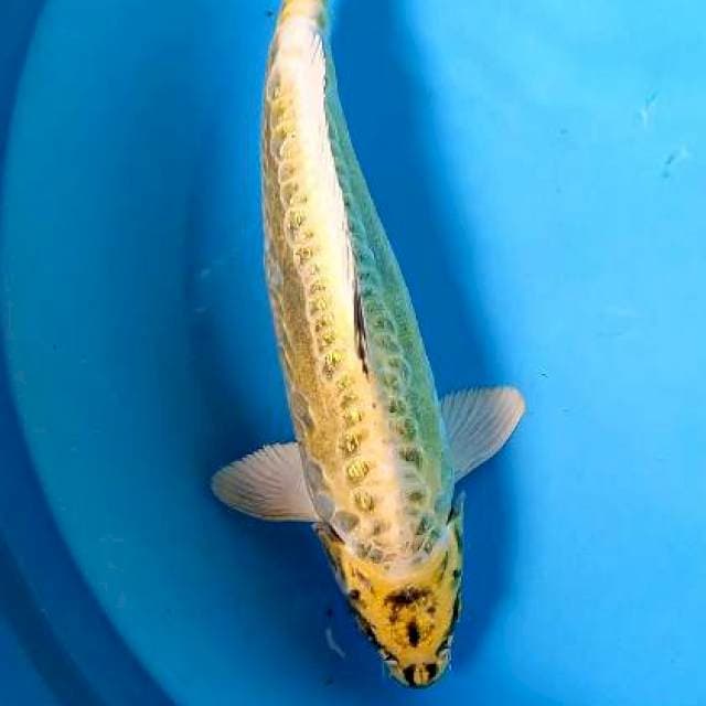 Antik ginrin 33 cm