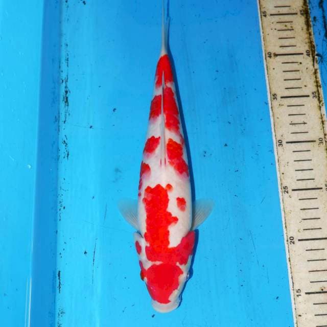 FUKISOKU KOHAKU 30cm