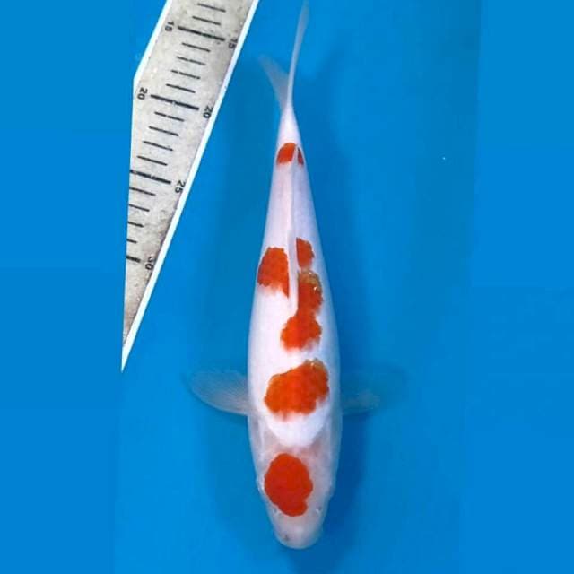 Kohaku, 28 cm