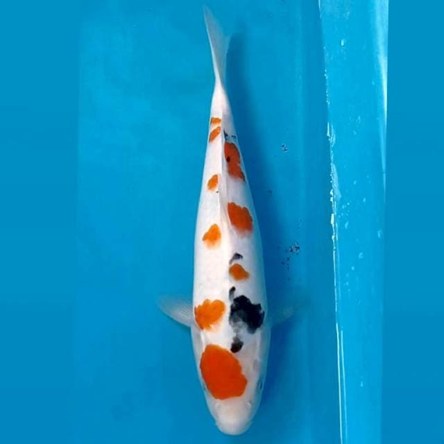 Sanke, 32 cm