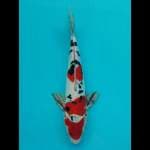 Sanke 35cm