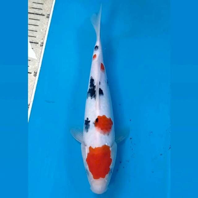 Sanke, 26 cm