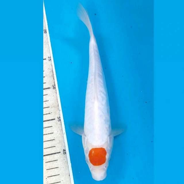 Tancho doitsu, 26 cm