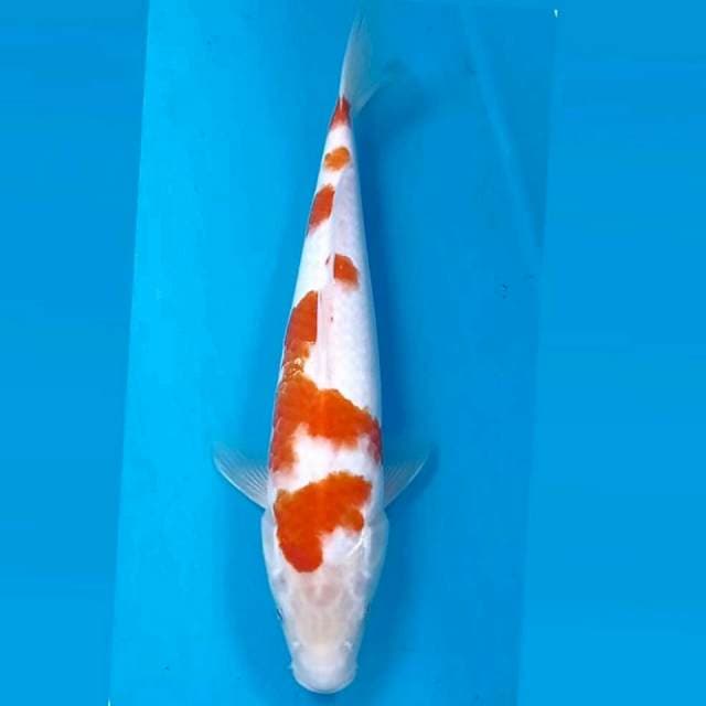 Kohaku, 28 cm