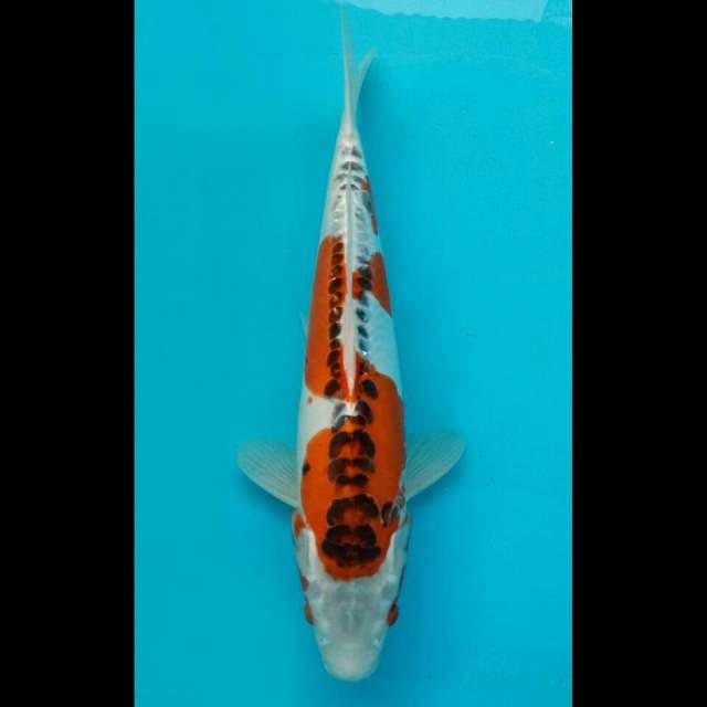 Kikokuryu 46cm