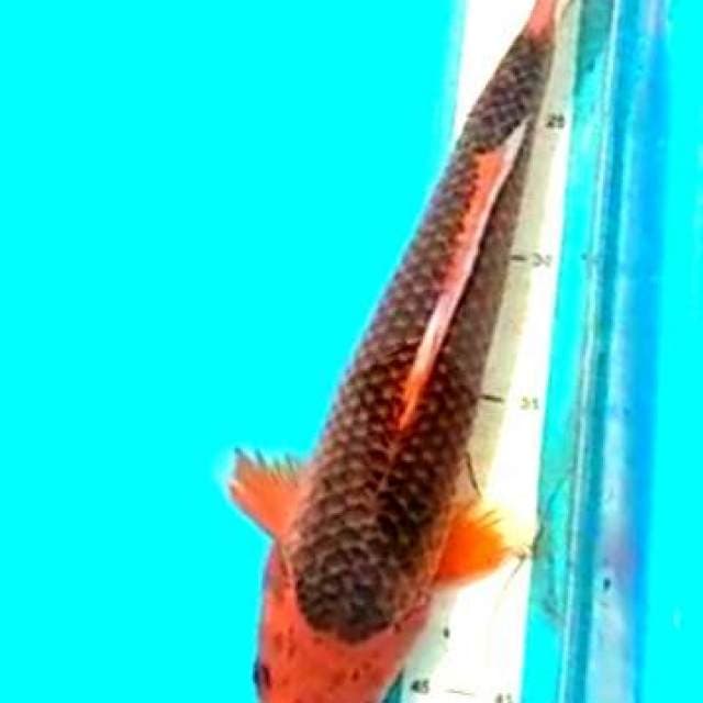 Si indah 7 premium 33cm jaring rapi