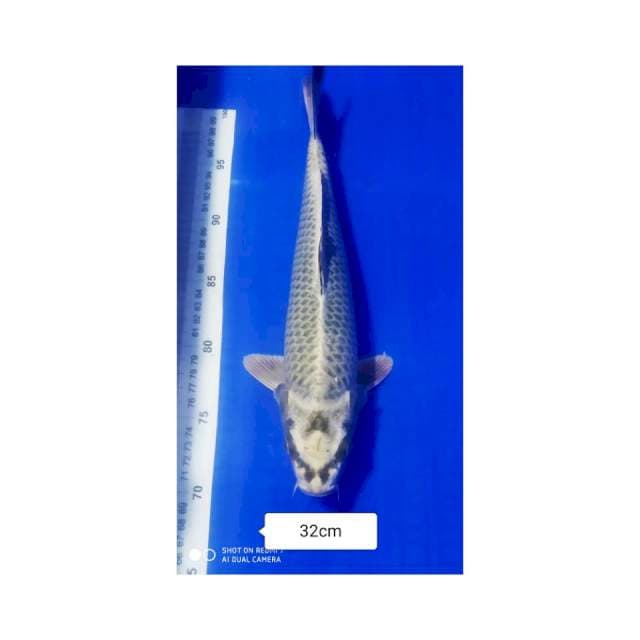 MUKASI 32cm