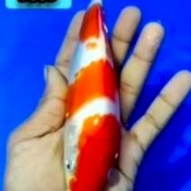 KOHAKU 3STEP ORI 20bu