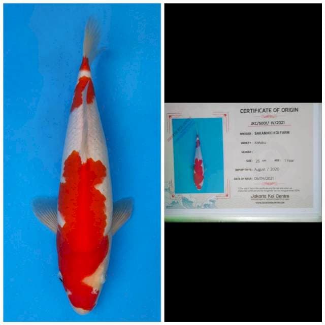 Sakamaki Kohaku