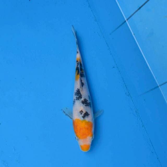 Yellow Sanke F1