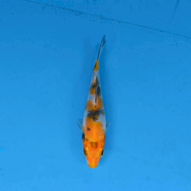 Yellow Sanke F1