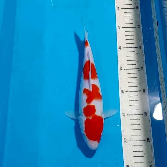 KOHAKU 27 CM