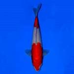 Kohaku 2 step 30cm