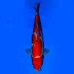 Kohaku maruten ori 28cm