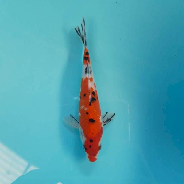 Sanke Ori 19cm