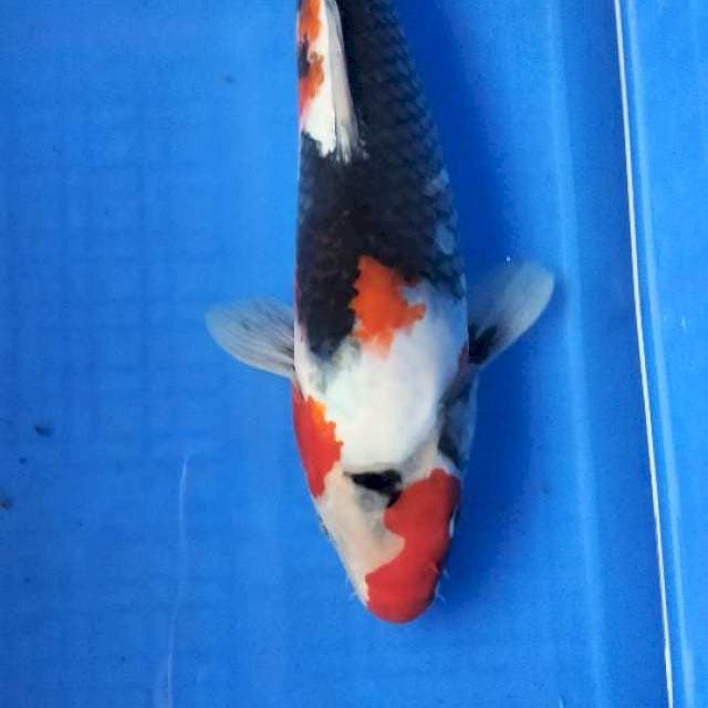 SHOWA 30 CM
