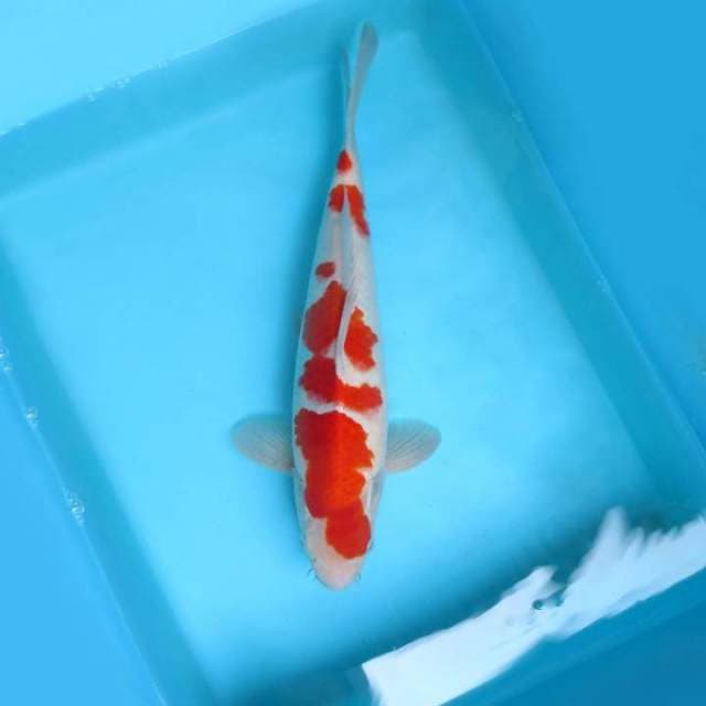 D. GINZA KOHAKU,-