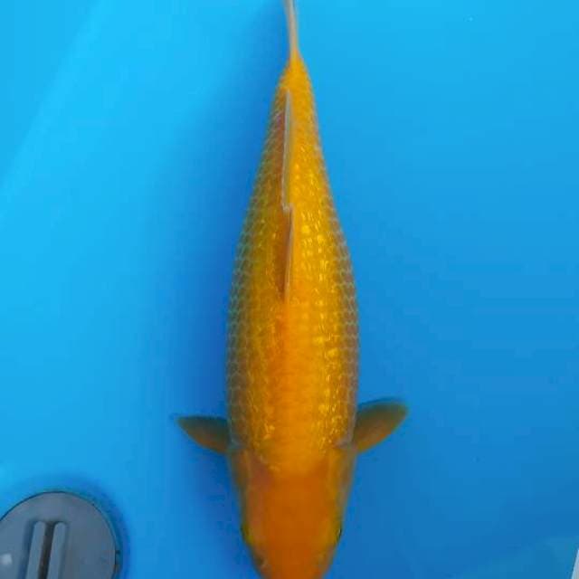 Karasi Ginrin rapat 37cm